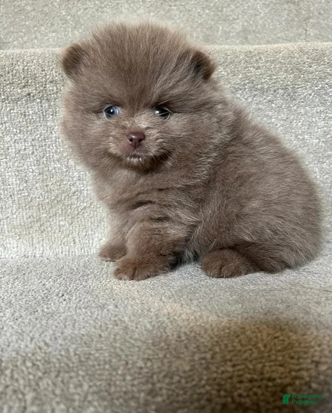 Pomeranian dogs for sale: Tania  - Ad 5