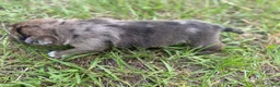 Mixed Breed dogs for sale: Larry - Ad 7