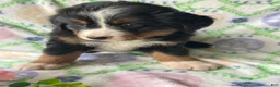 Bernese Mountain Dog dogs for sale: Summit - Ad 4