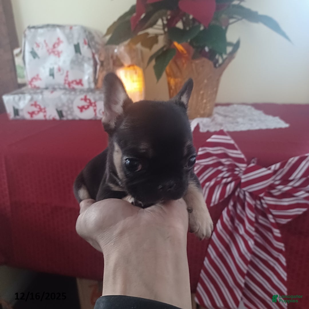 French Bulldog dogs for sale: Mrs Tiny - Ad 4