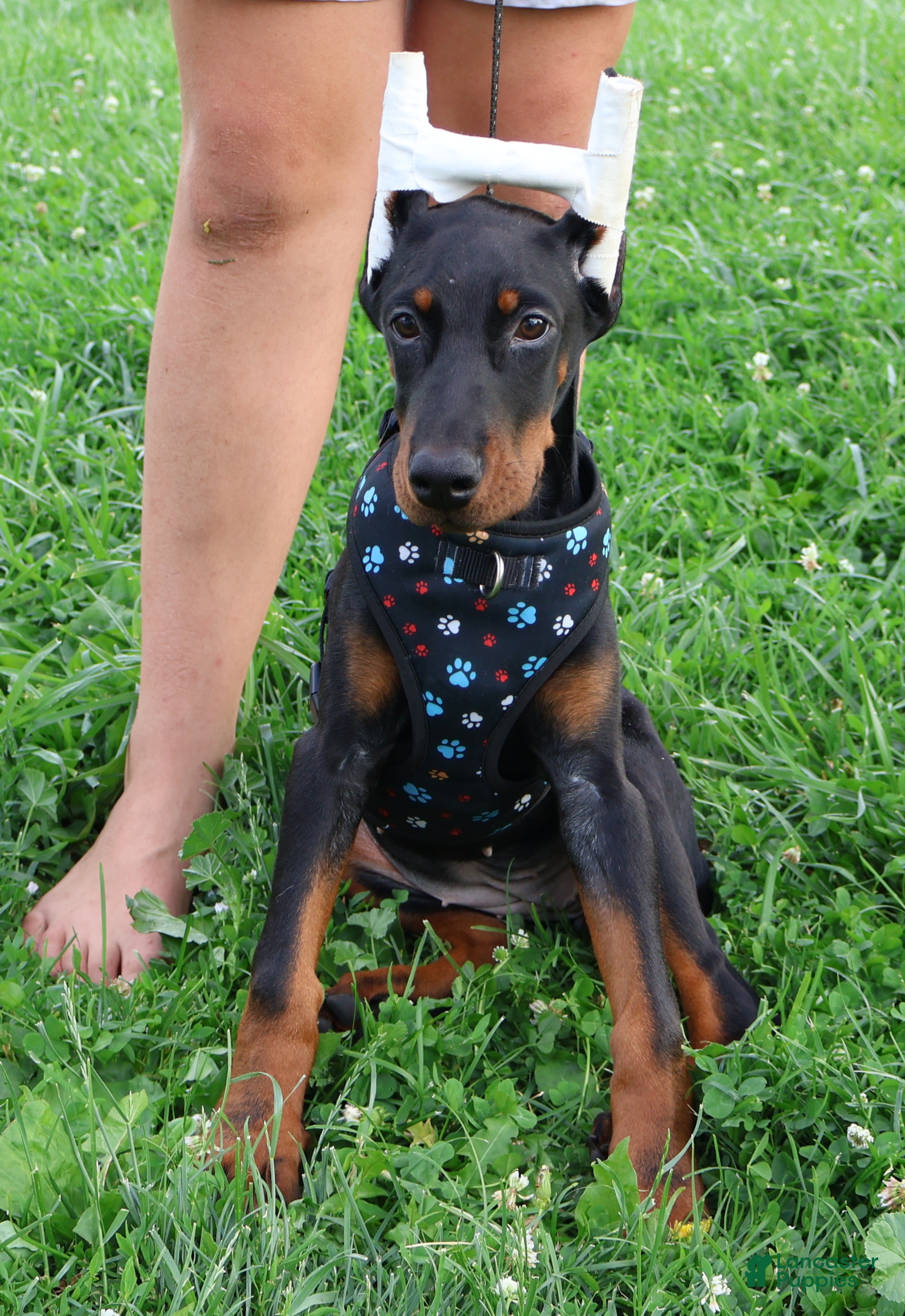 Doberman Pinscher dogs Doberman Pinscher 2 - Ad 1