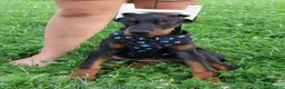 Doberman Pinscher dogs for sale: Doberman Pinscher 2 - Ad 1