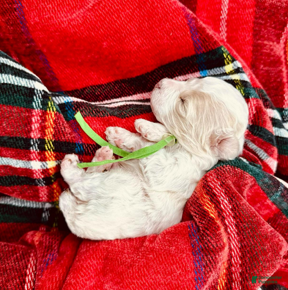 Miniature Poodle dogs for sale: Ringo Starr - Ad 4