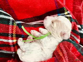 Miniature Poodle dogs Ringo Starr - Ad 7