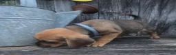 Puggle dogs for sale: Summit - Ad 3