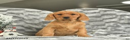 Miniature Golden Retriever dogs for sale: Belle  - Ad 2