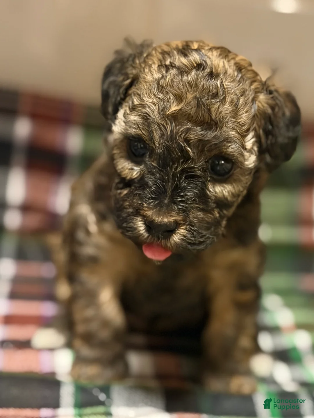 Toy Poodle dogs for sale: Milan  - Ad 1