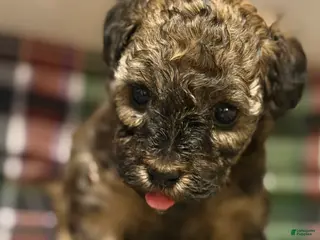 Toy Poodle dogs for sale: Milan - Ad 2