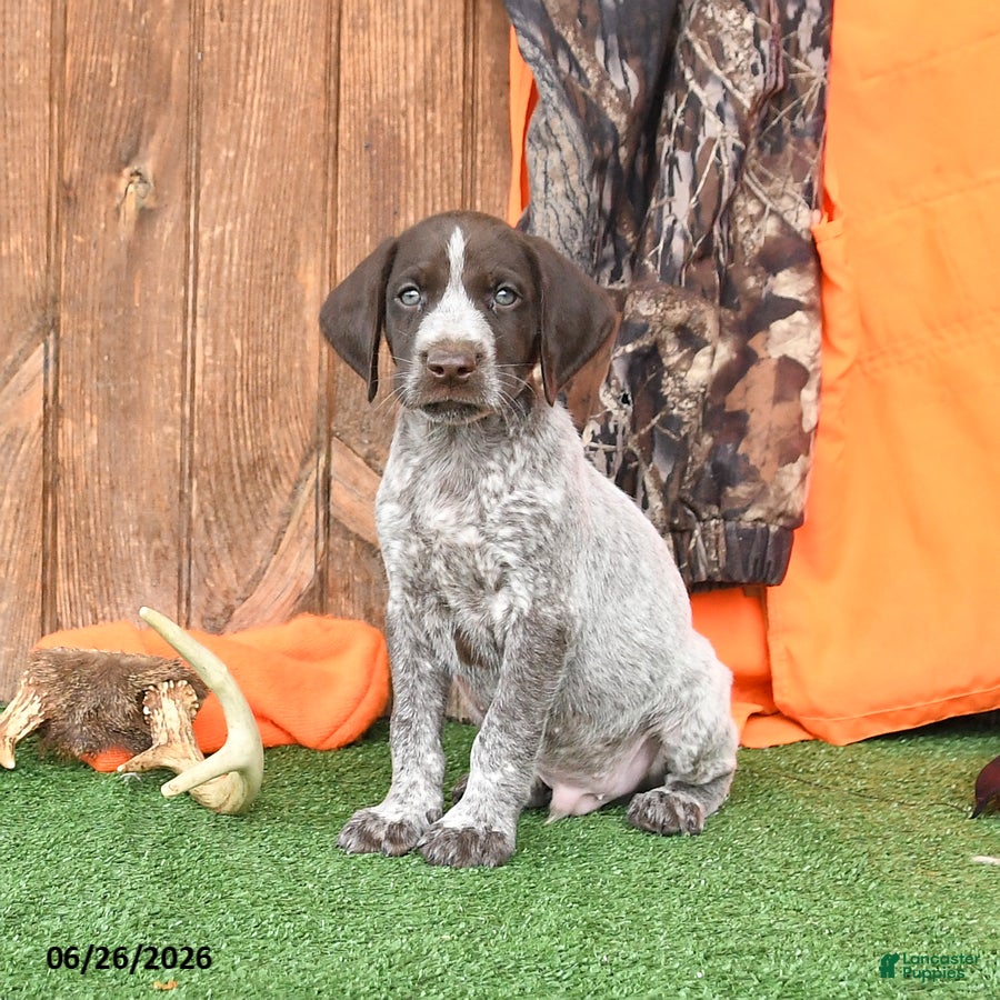 German Shorthaired Pointer dogs Sarge - Ad 1