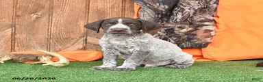 Sarge