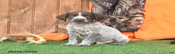 German Shorthaired Pointer dogs for sale: Sarge - Ad 1