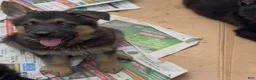 German Shepherd dogs for sale: URSULA - Ad 8