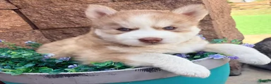 Utred