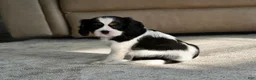Cavalier King Charles Spaniel dogs for sale: Oakley - Ad 4