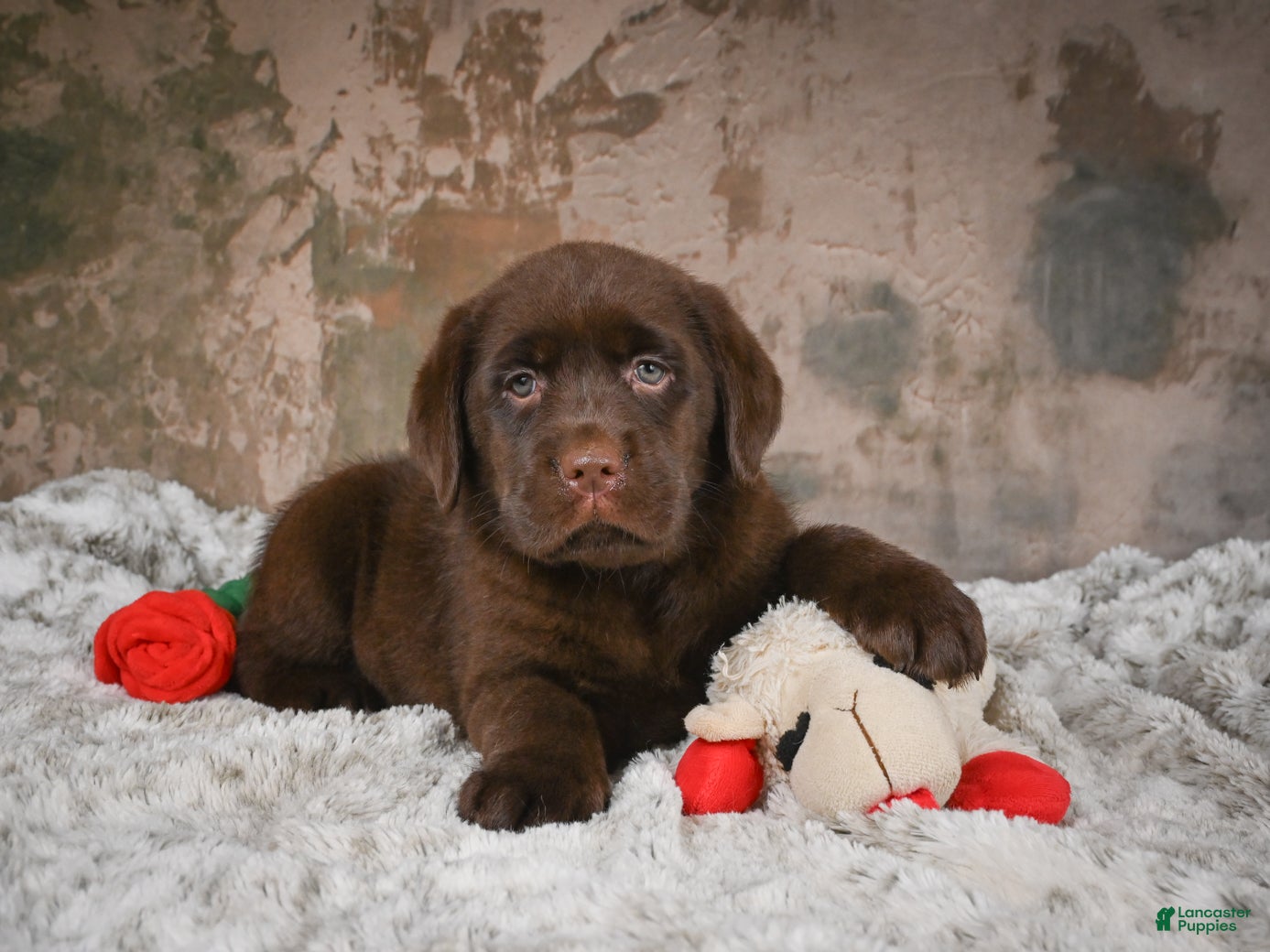 Labrador Retriever dogs Bailey - Ad 1