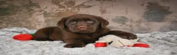 Labrador Retriever dogs for sale: Bailey - Ad 1