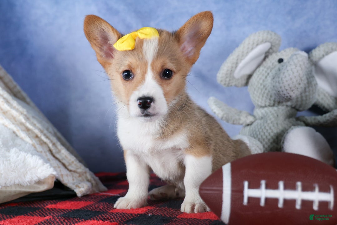 Welsh Corgi Pembroke dogs for sale: Monty - Ad 14