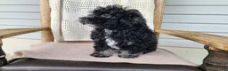 Mini Bernedoodle dogs for sale: Mia - Ad 11