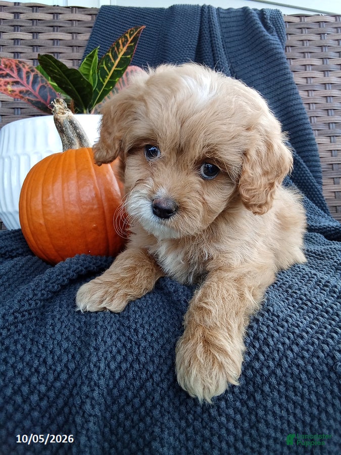 Mixed Breed dogs Owen - Ad 2