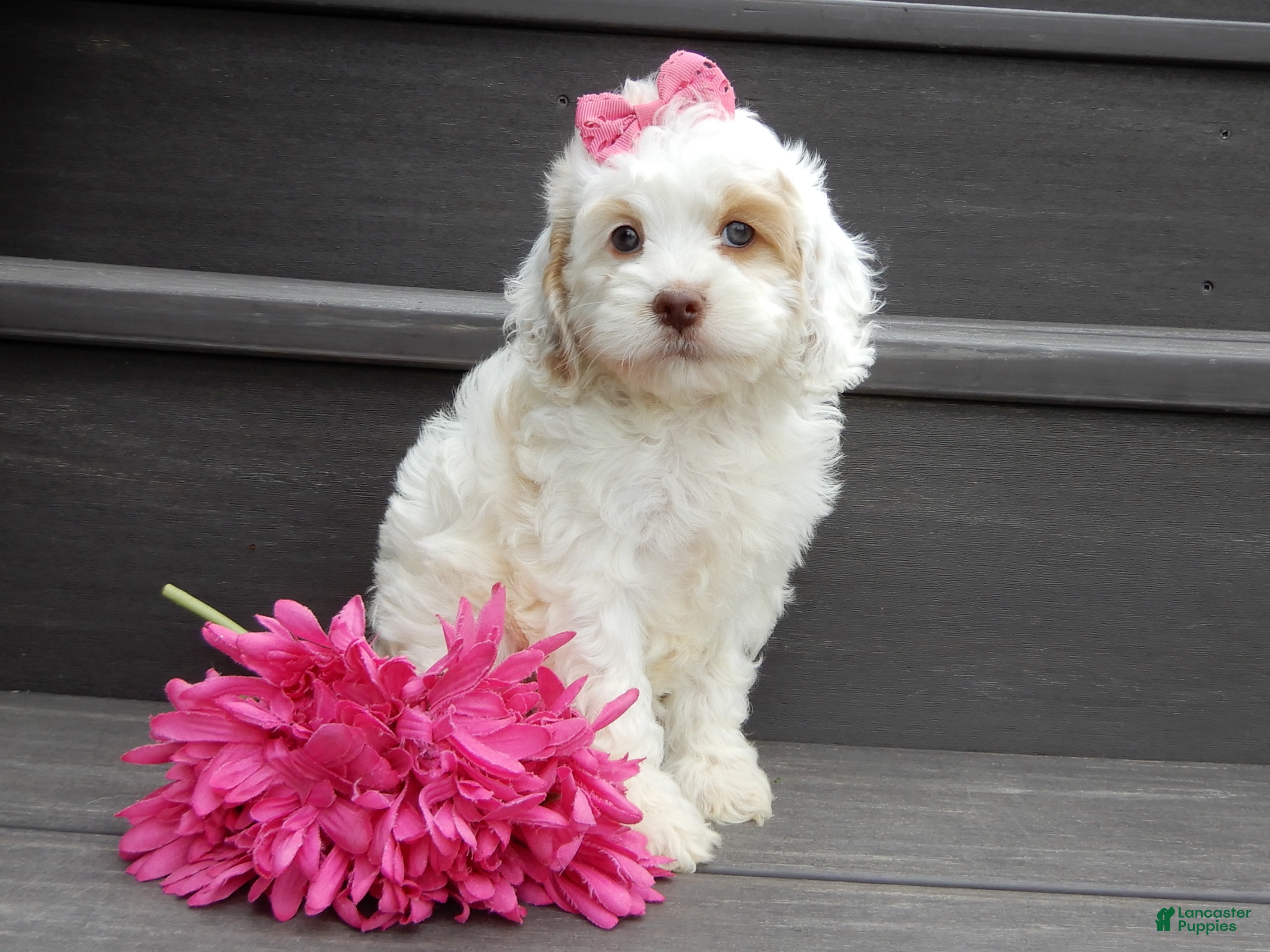 Cockapoo dogs Summer - Ad 2