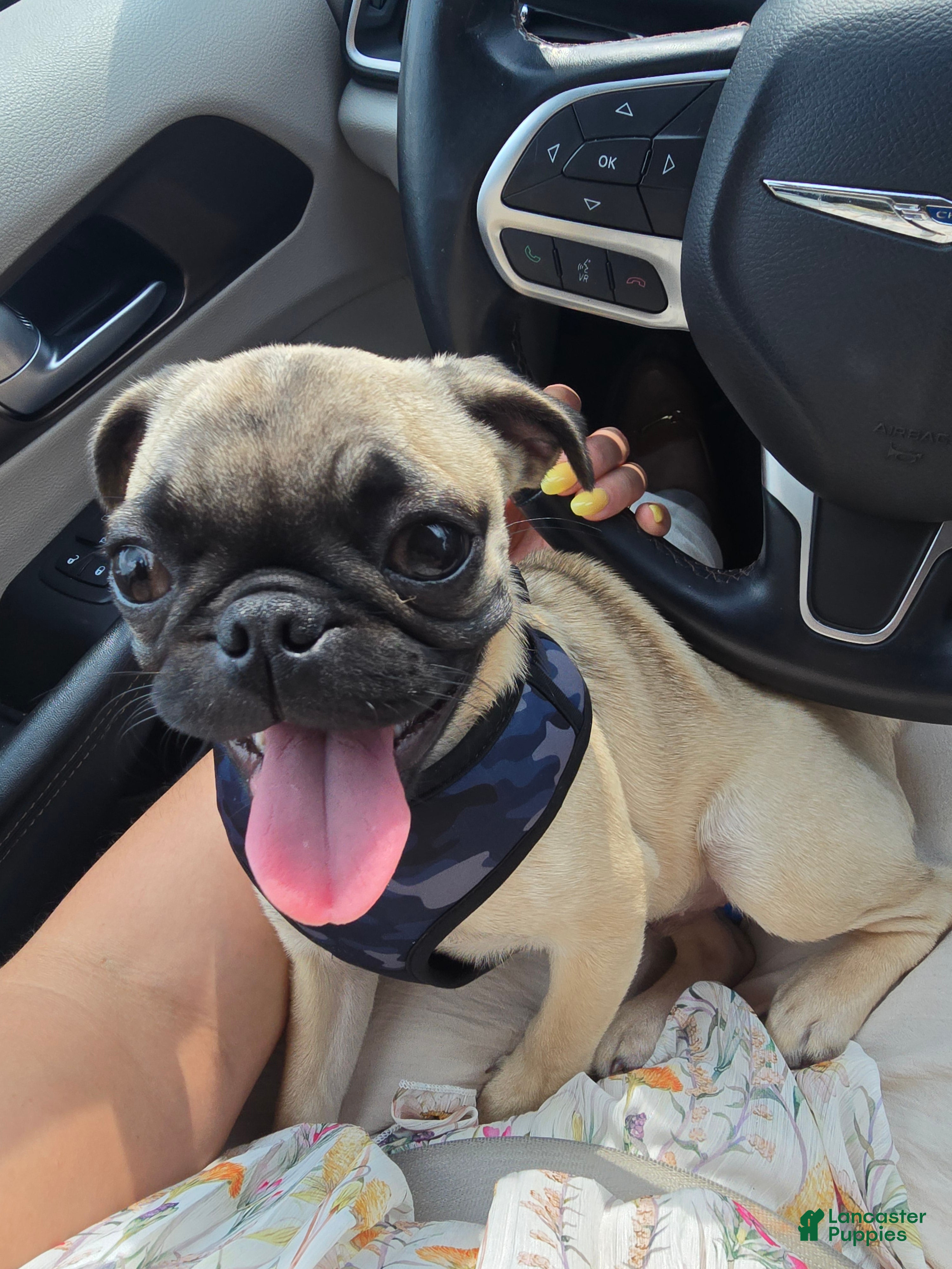 Mixed Breed dogs Mixed Breed Puppy 1 - Ad 31