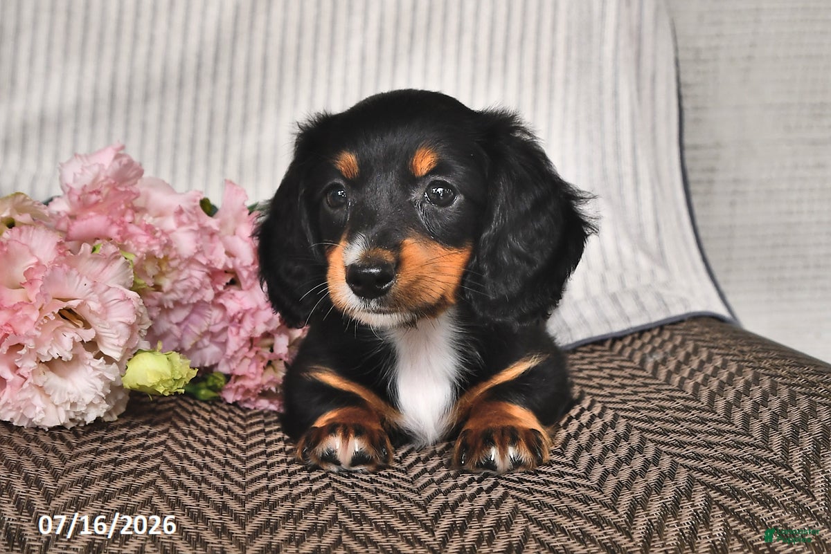 Miniature Dachshund dogs Kassie - Ad 1