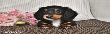 Kassie
