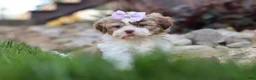 Shih Tzu dogs for sale: Ember - Ad 11