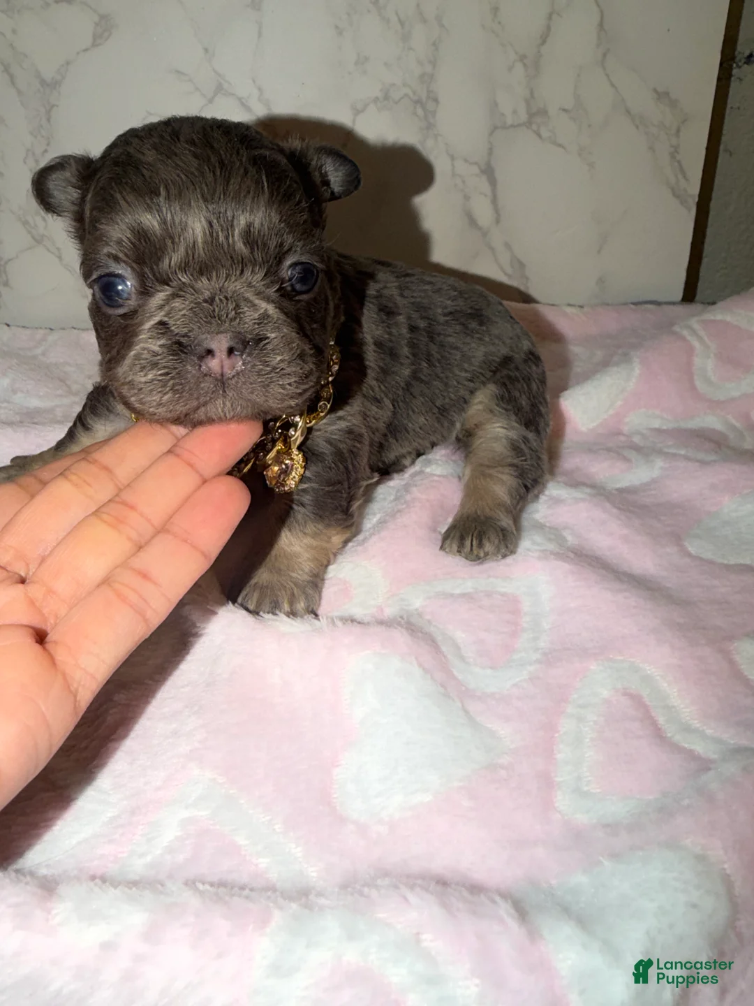 French Bulldog dogs for sale: Bae - Ad 5