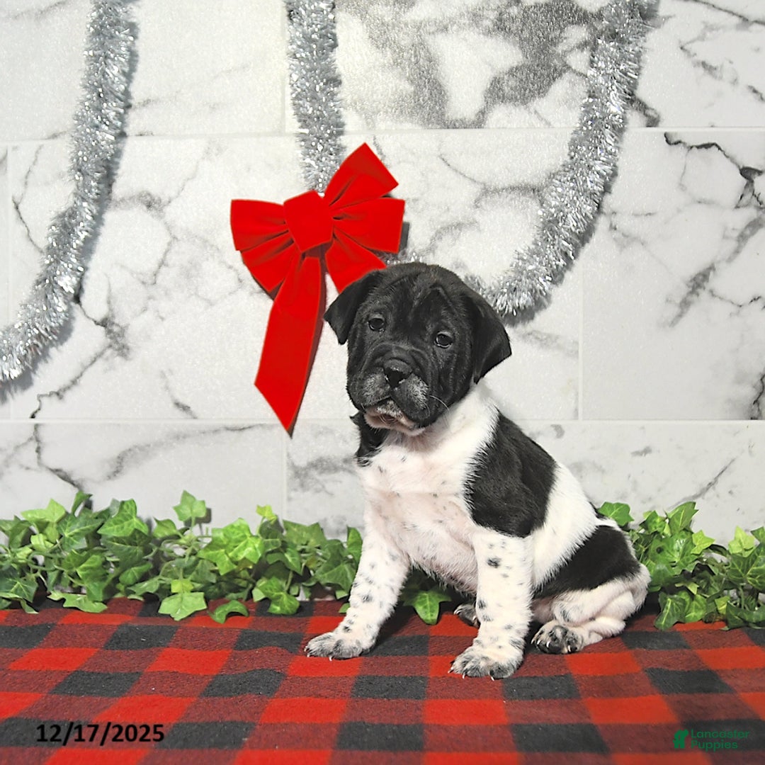 Mini Hippo dogs for sale: Oreo - Ad 3