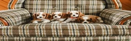 Cavalier King Charles Spaniel dogs for sale: Kevin - Ad 6
