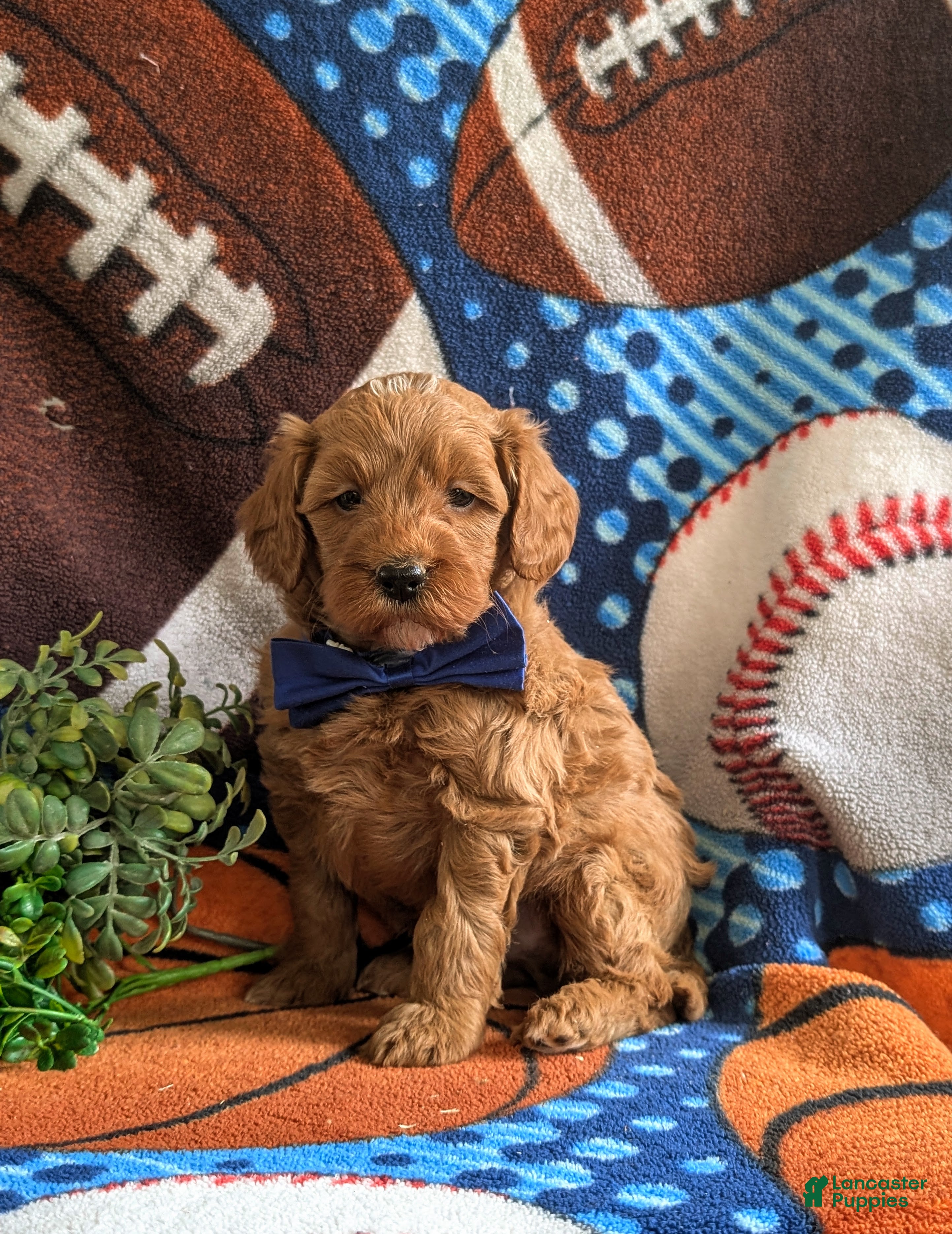 Mini Goldendoodle dogs Isaias Hypoallergenic - Ad 1