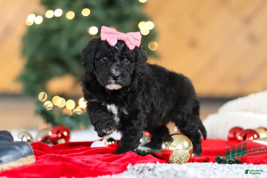 Mini Goldendoodle dogs for sale: Tilly - Ad 1