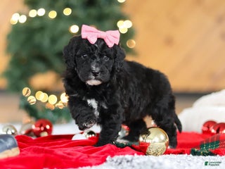 Mini Goldendoodle dogs Tilly - Ad 22