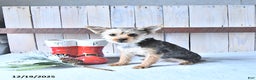 Yorkshire Terrier dogs for sale: Tinkerbell - Ad 4