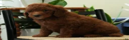 Mini Goldendoodle dogs for sale: Jasper - Ad 7
