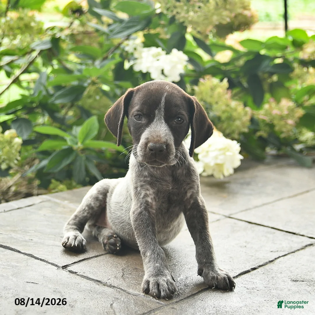 German Shorthaired Pointer dogs for sale: Dandy  - Ad 1