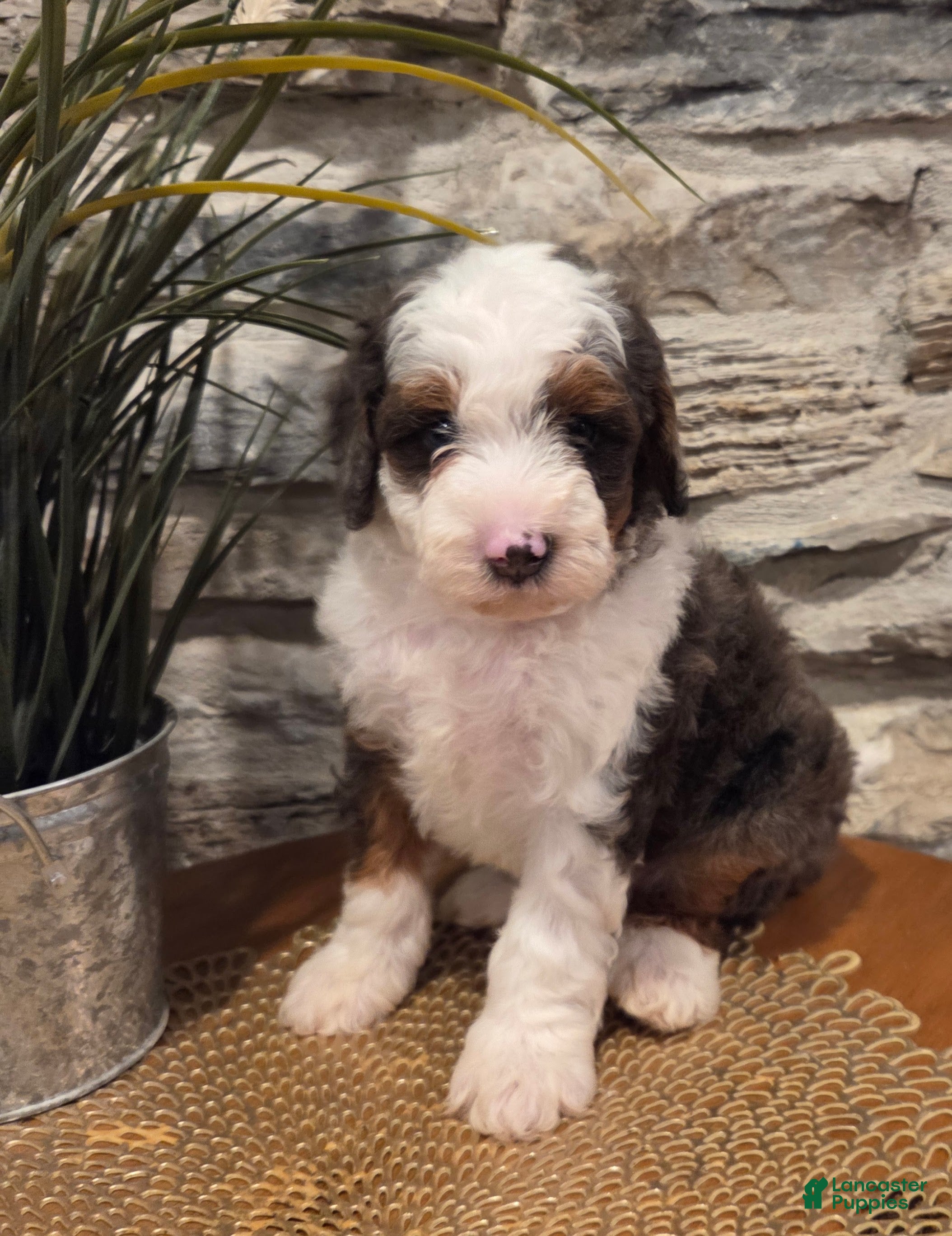 Mini Bernedoodle dogs ECHO - MALE Mini Bernedoodle 1 - Ad 2