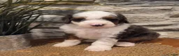 Mini Bernedoodle dogs for sale: ECHO - MALE Mini Bernedoodle 1 - Ad 2