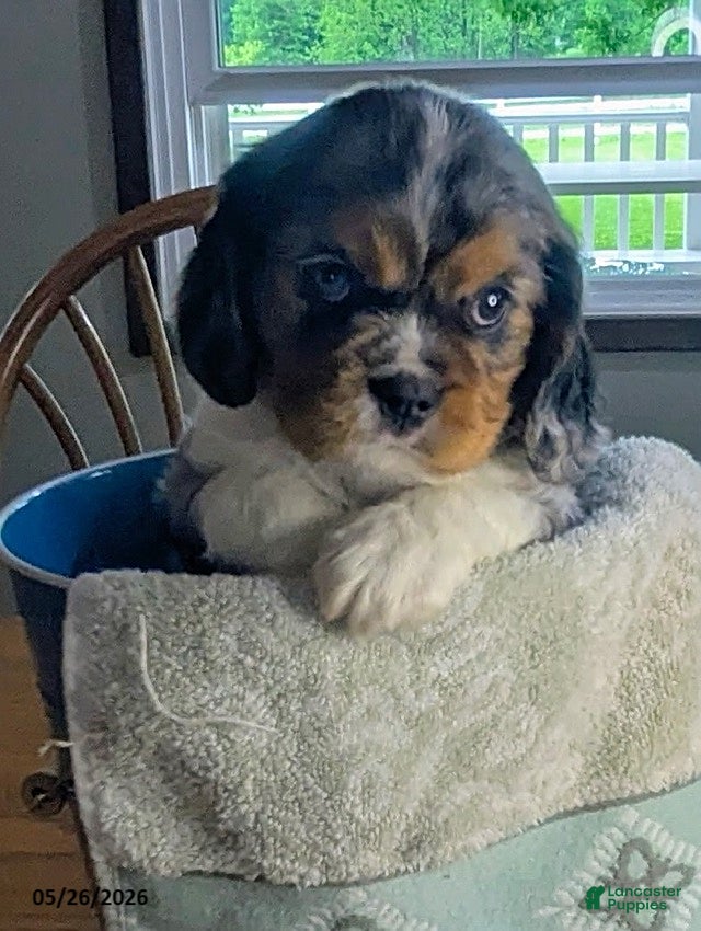 Cavalier King Charles Spaniel dogs Max - Ad 2