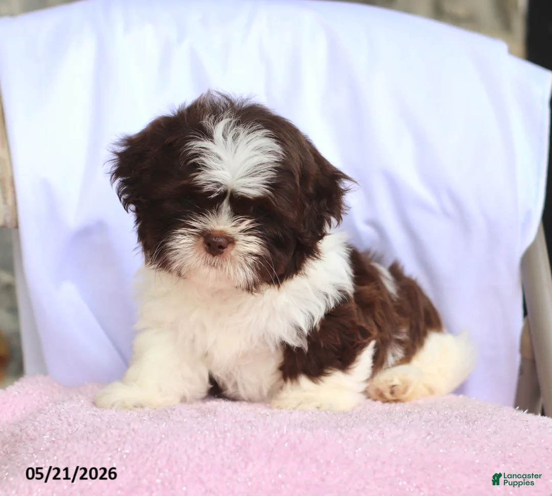 Shih Tzu dogs for sale: Nikki - Ad 2
