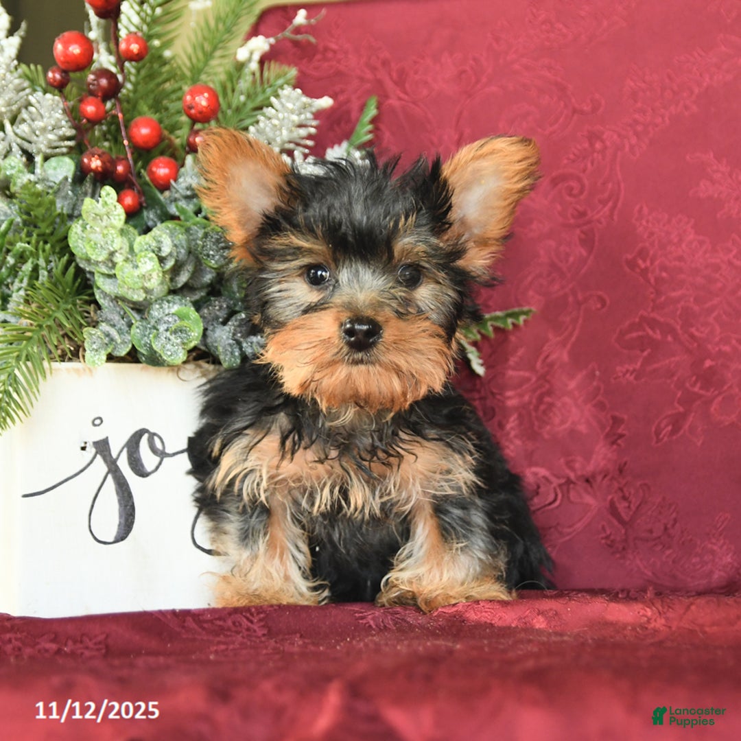 Yorkshire Terrier dogs for sale: Max - Ad 2