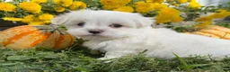 Maltese dogs for sale: Chase - Ad 4