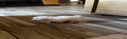 Mixed Breed dogs for sale: Mixed Breed 3 - Ad 2