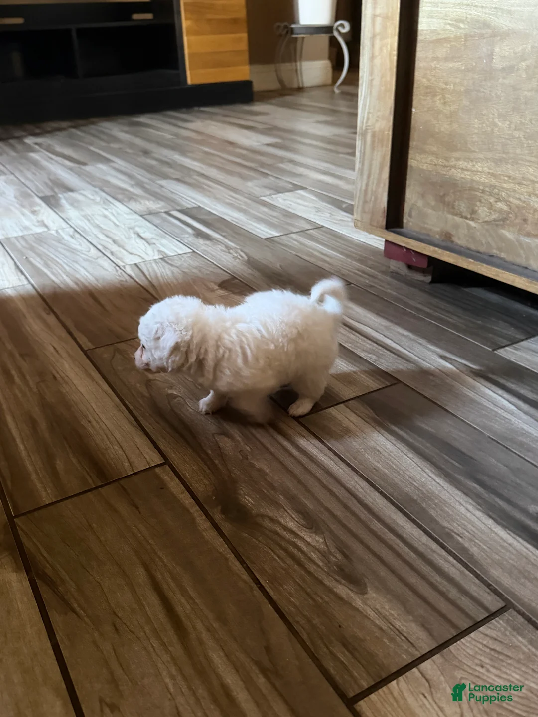 Mixed Breed dogs for sale: Mixed Breed 3 - Ad 2