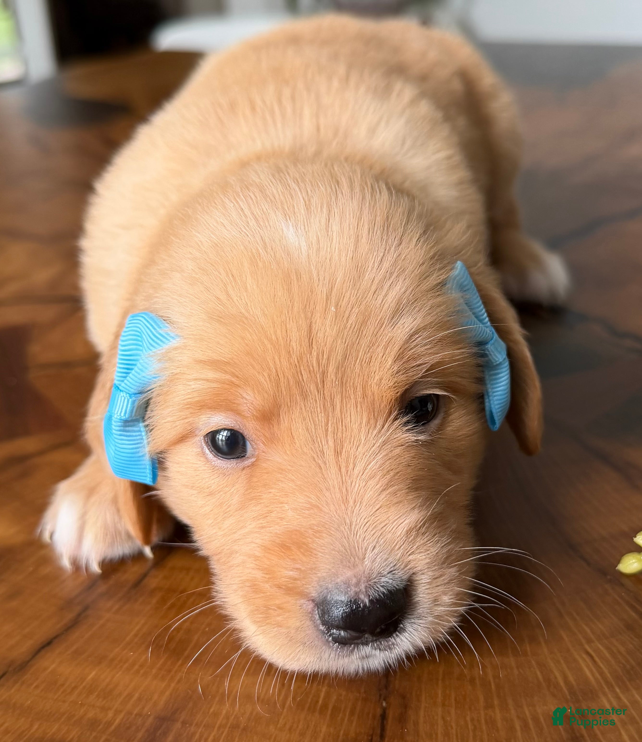 Golden Retriever dogs Red Golden Ms. Teal - Ad 2