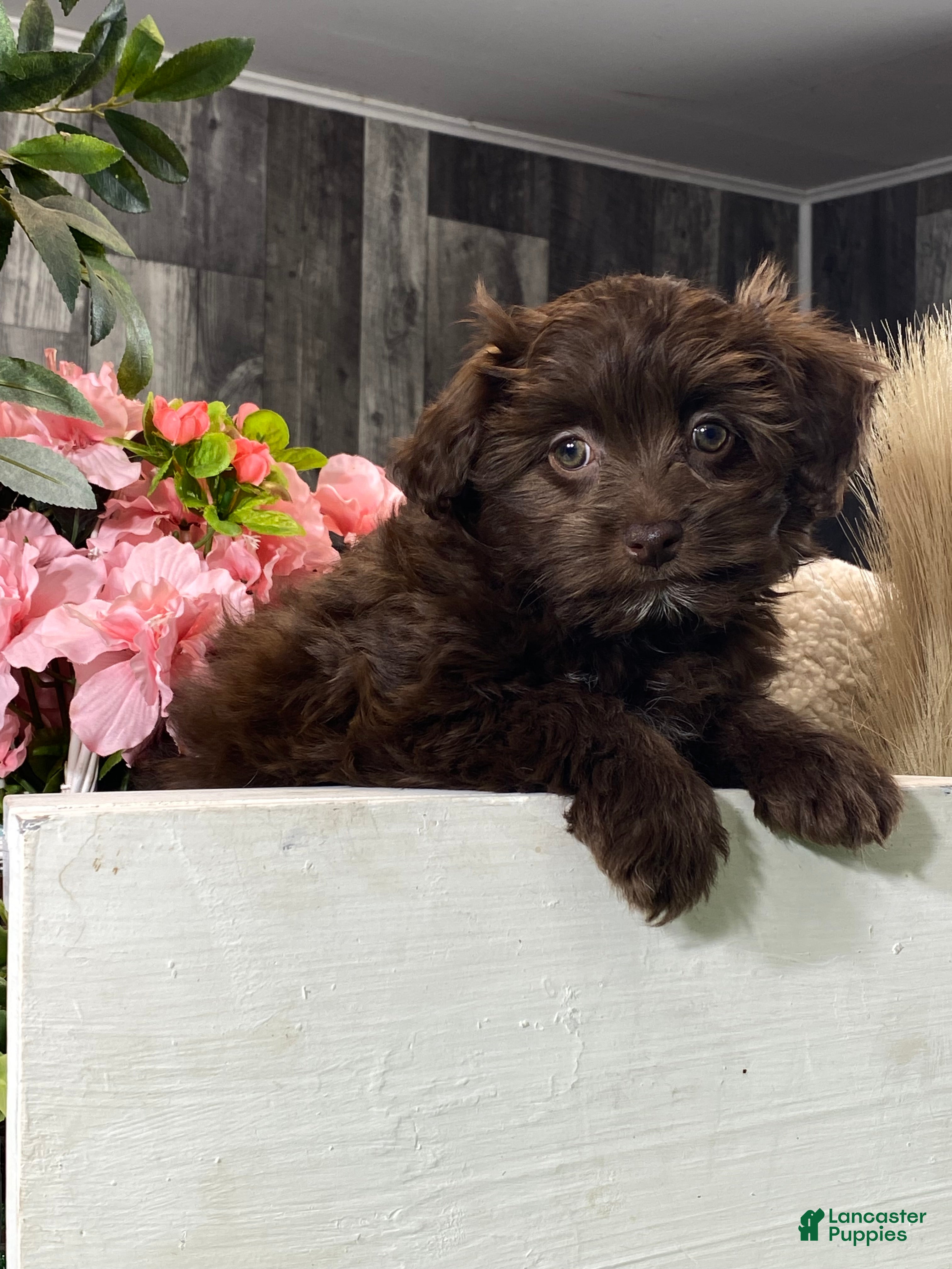 Havanese dogs Hanna  - Ad 2