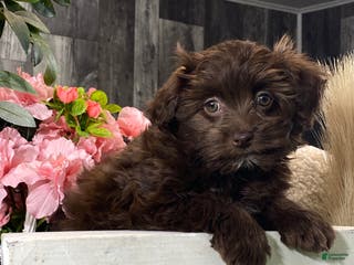 Havanese dogs Hanna - Ad 41