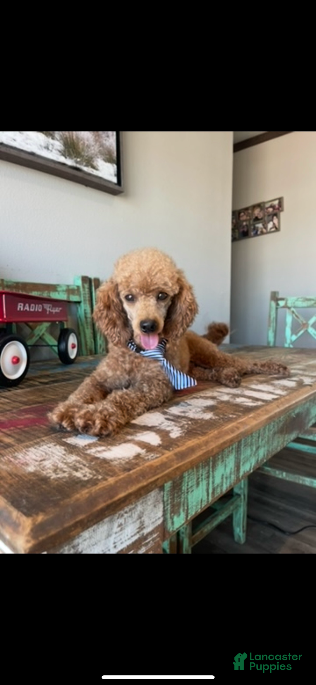 Toy Poodle dogs for sale: Akc Clear Red Boy Milo - Ad 3