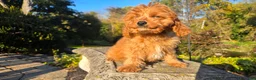 Cavapoo dogs for sale: Johan - Ad 12